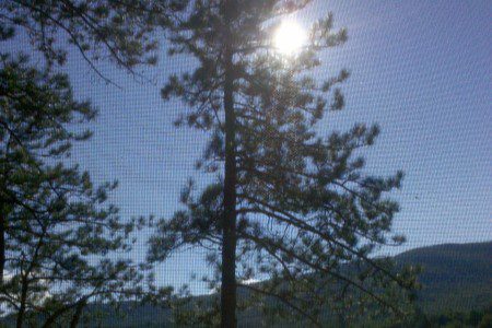 Sun coming through tall pine tree